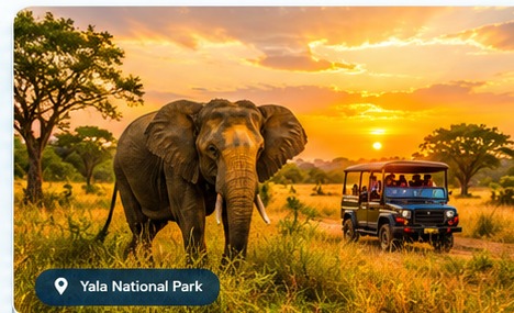 Safari jeep viewing wildlife in Sri Lanka